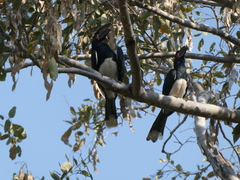 Bycanistes bucinator