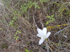 Zephyranthes drummondii