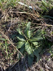 Echinacea angustifolia
