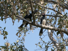 Bycanistes bucinator