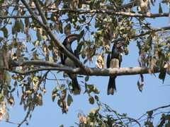 Bycanistes bucinator