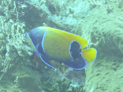 Pomacanthus navarchus