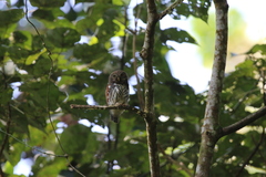 Glaucidium castanotum