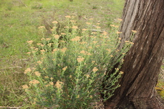 Ozothamnus ferrugineus