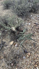 Cylindropuntia acanthocarpa