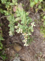 Lippia graveolens