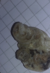 Vermetoidea