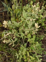 Lippia graveolens