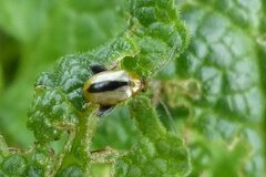 Longitarsus dorsalis