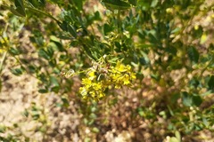 Medicago falcata