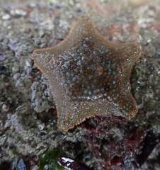 Asterina gibbosa