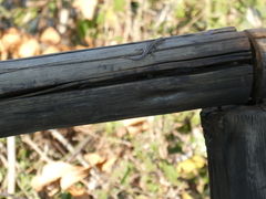 Lygodactylus chobiensis