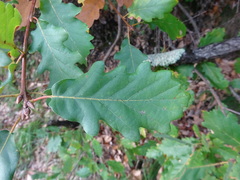 Quercus petraea