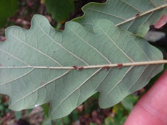 Quercus petraea