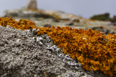 Xanthoria