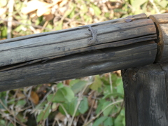 Lygodactylus chobiensis