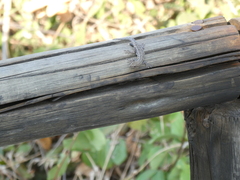 Lygodactylus chobiensis