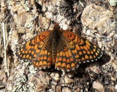 Chlosyne acastus