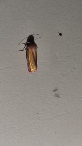 Golden Pink