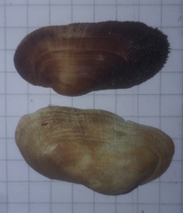 Barbatia barbata