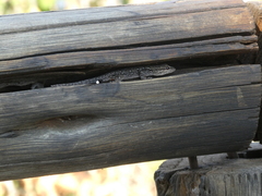 Lygodactylus chobiensis