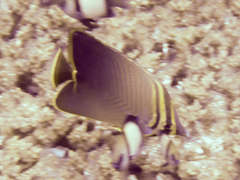 Chaetodon baronessa