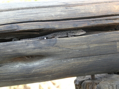 Lygodactylus chobiensis