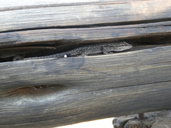 Lygodactylus chobiensis