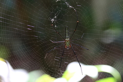 Nephila
