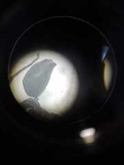 Gigantiops destructor