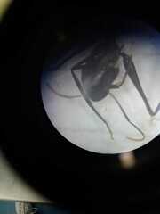 Gigantiops destructor