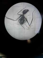 Gigantiops destructor