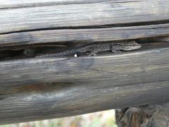 Lygodactylus chobiensis