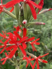Silene regia
