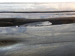 Lygodactylus chobiensis