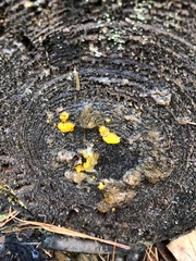 Dacrymyces