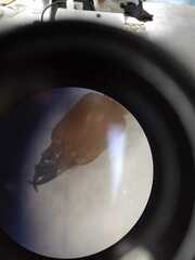 Syntermes molestus
