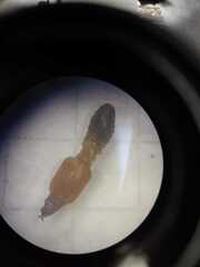 Syntermes molestus