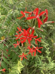 Silene regia