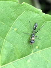 Pseudomyrmex gracilis