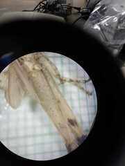 Abracris flavolineata