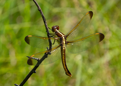 Libellula flavida