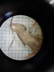 Abracris flavolineata