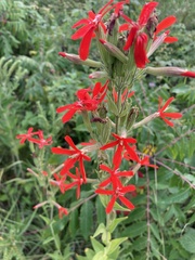 Silene regia