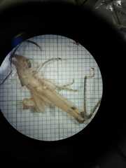 Abracris flavolineata