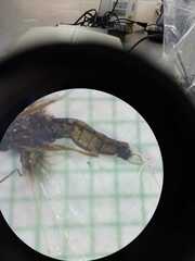 Salpingogaster
