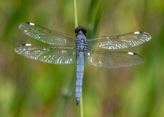 Libellula cyanea