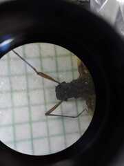 Salpingogaster