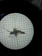 Salpingogaster