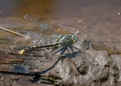 Arigomphus villosipes